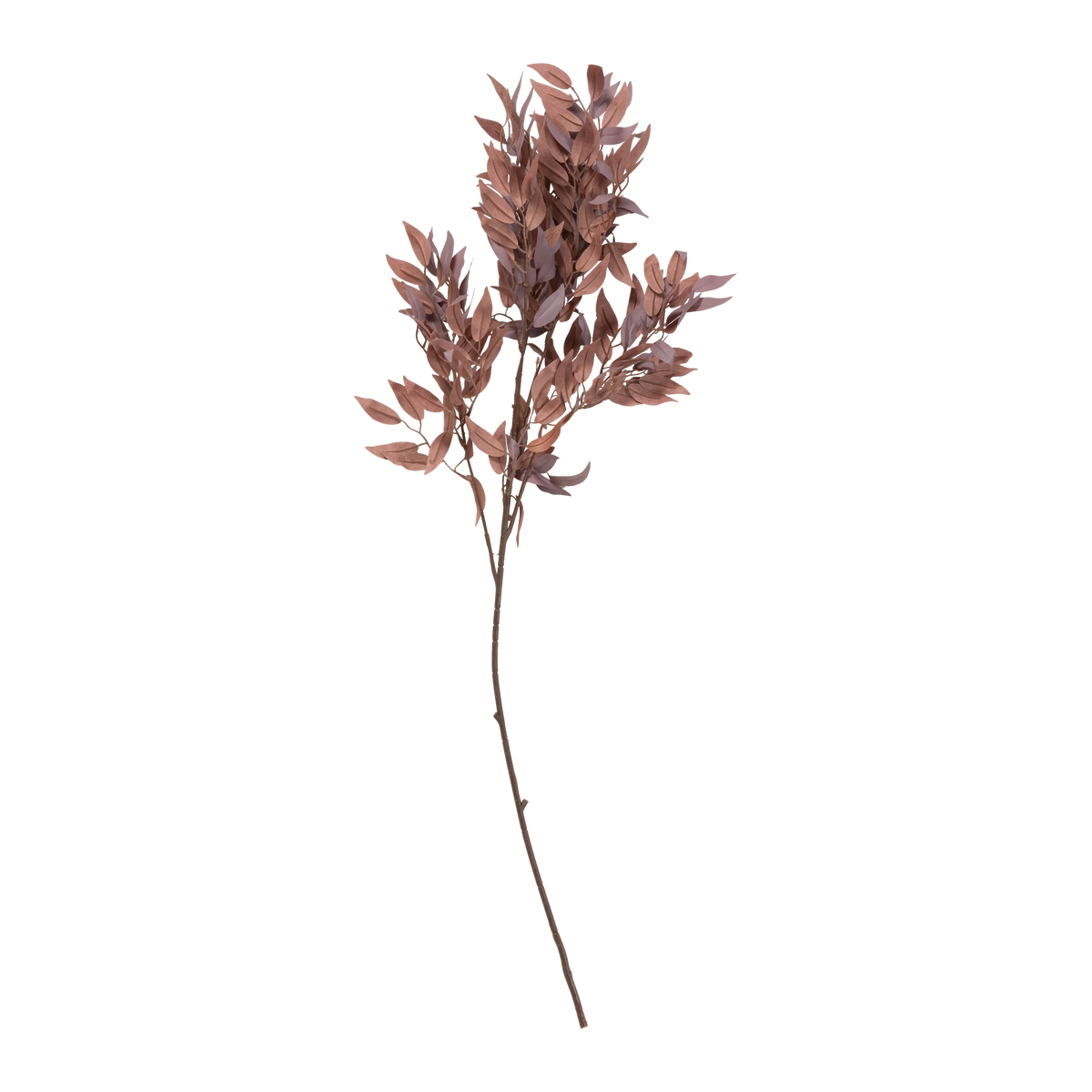 Salix Stem