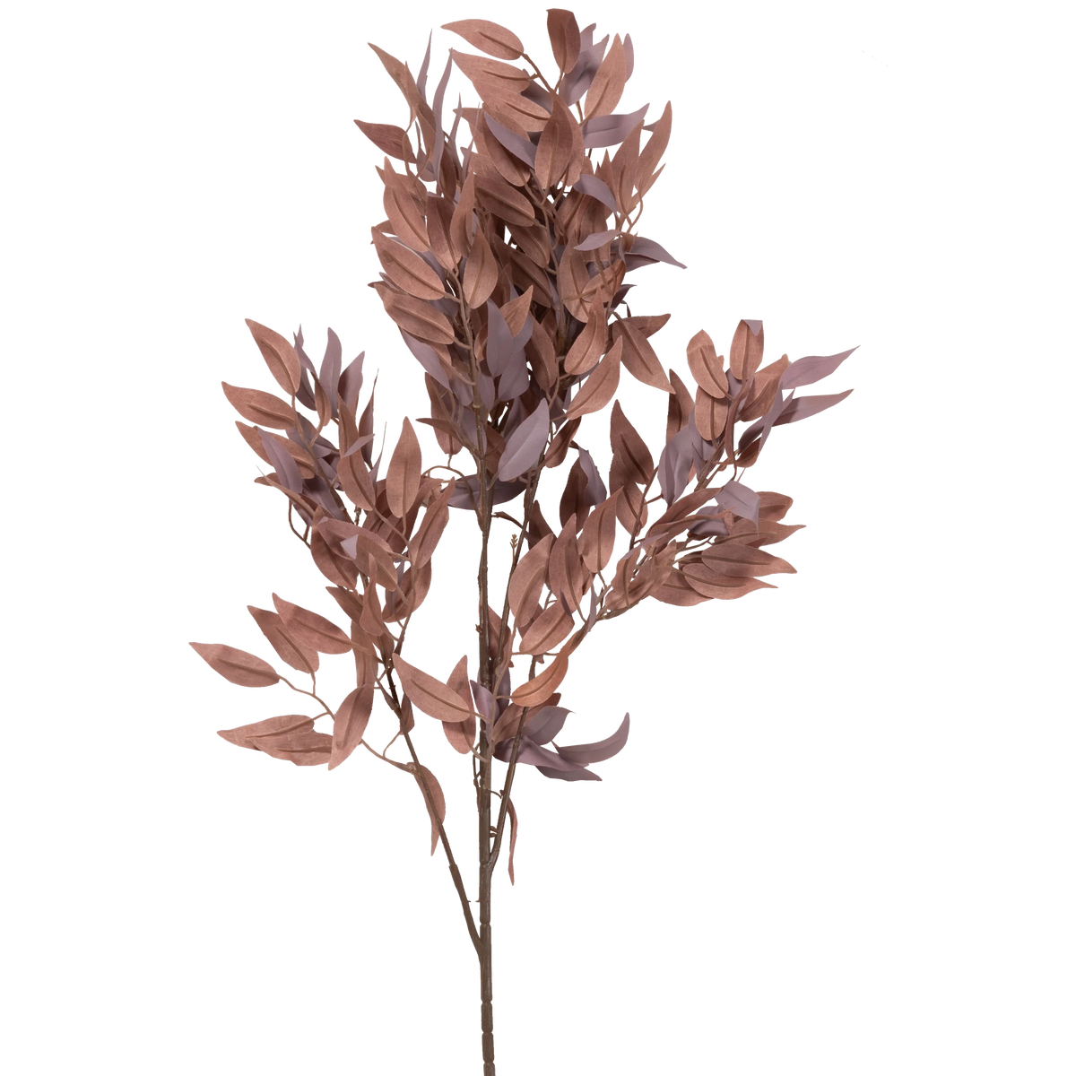 Salix Stem