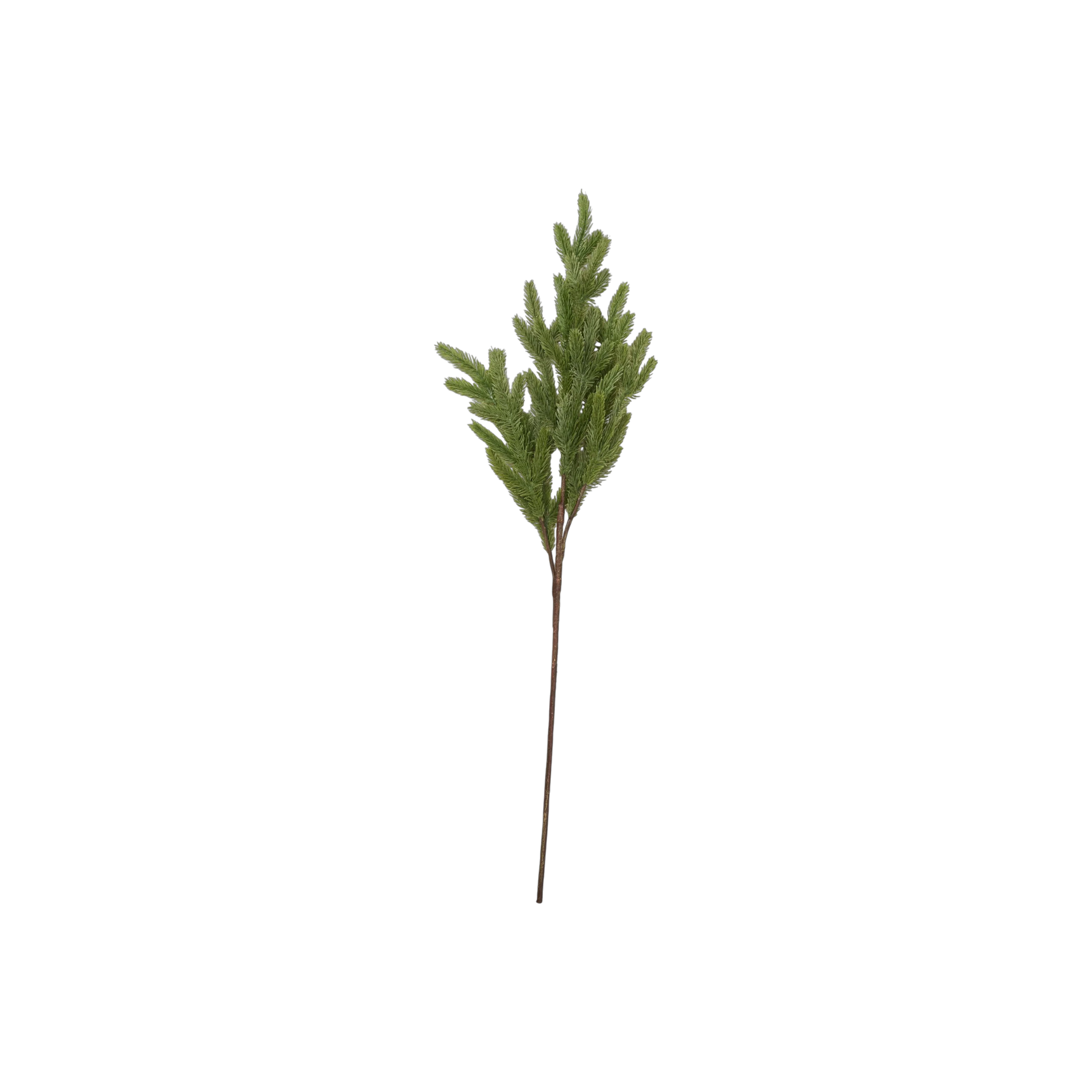 Foxtail Pine