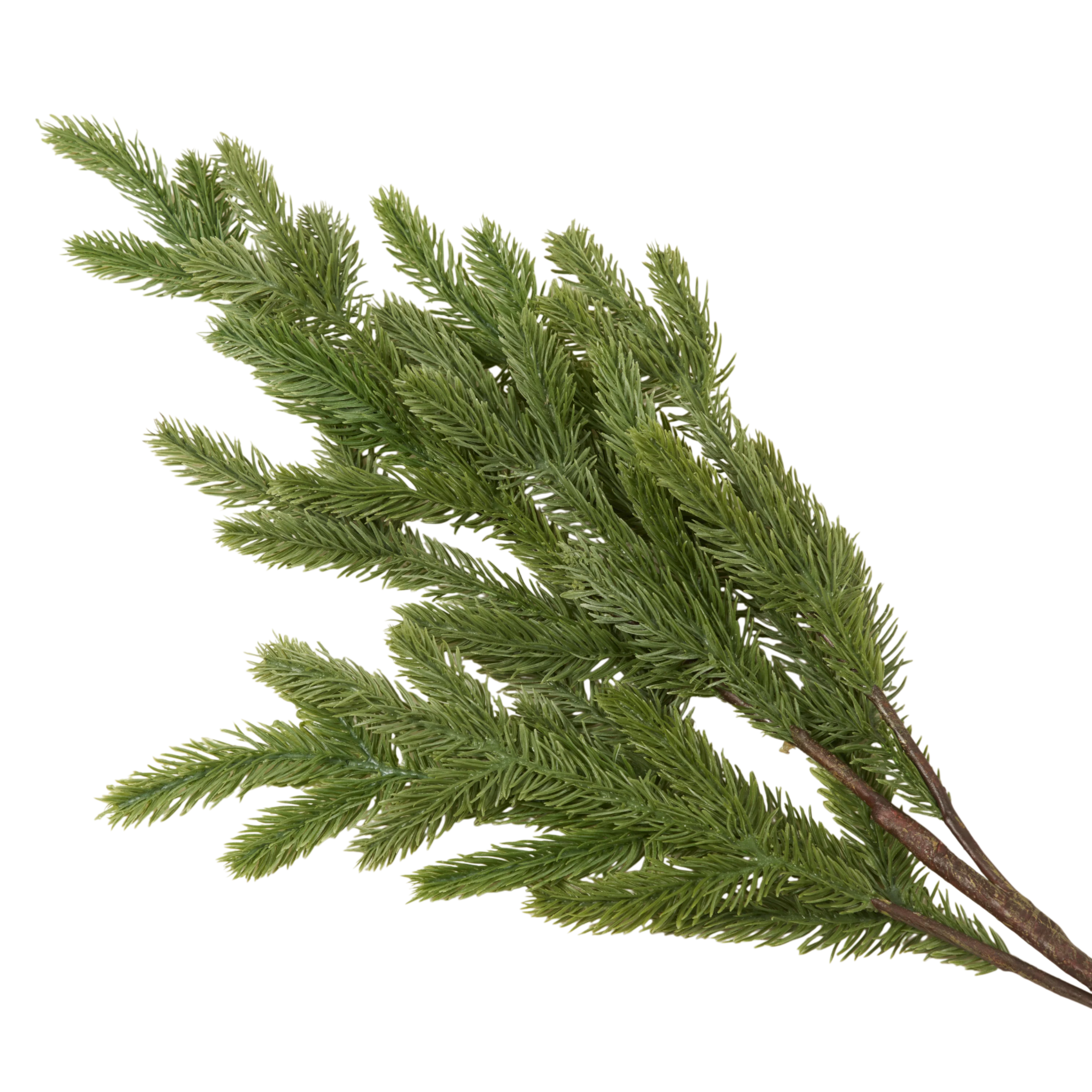 Foxtail Pine
