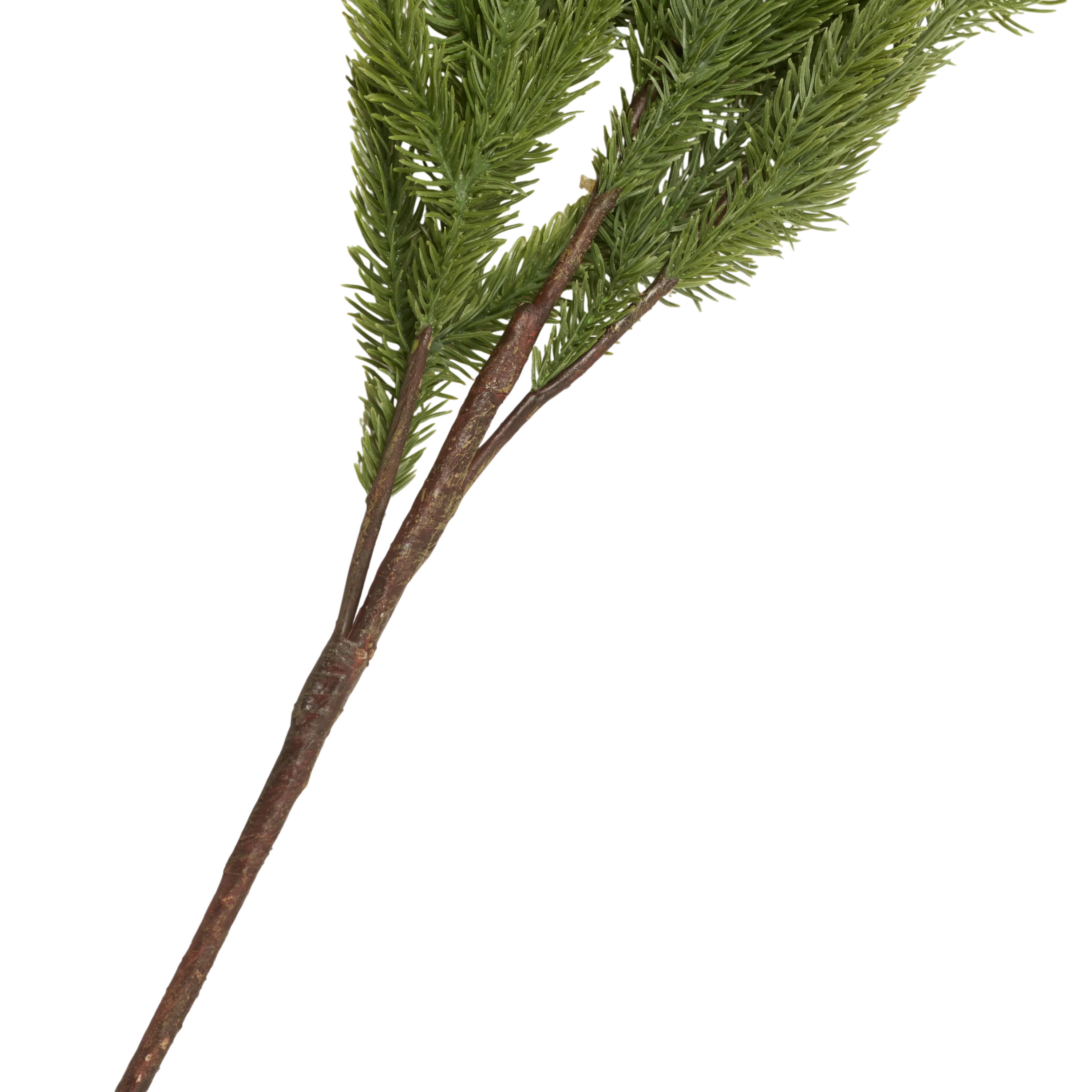 Foxtail Pine