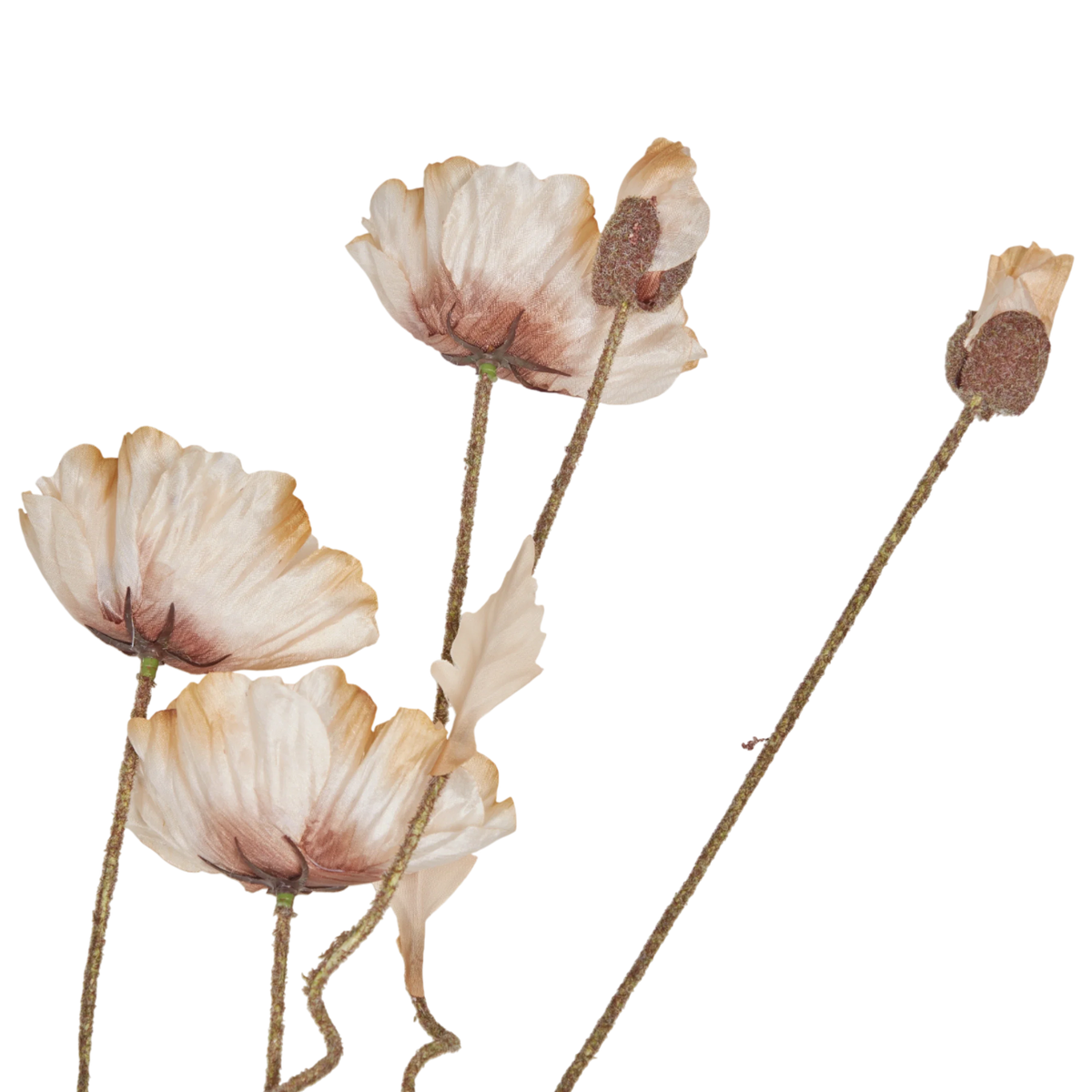 Poppy Stem Natural