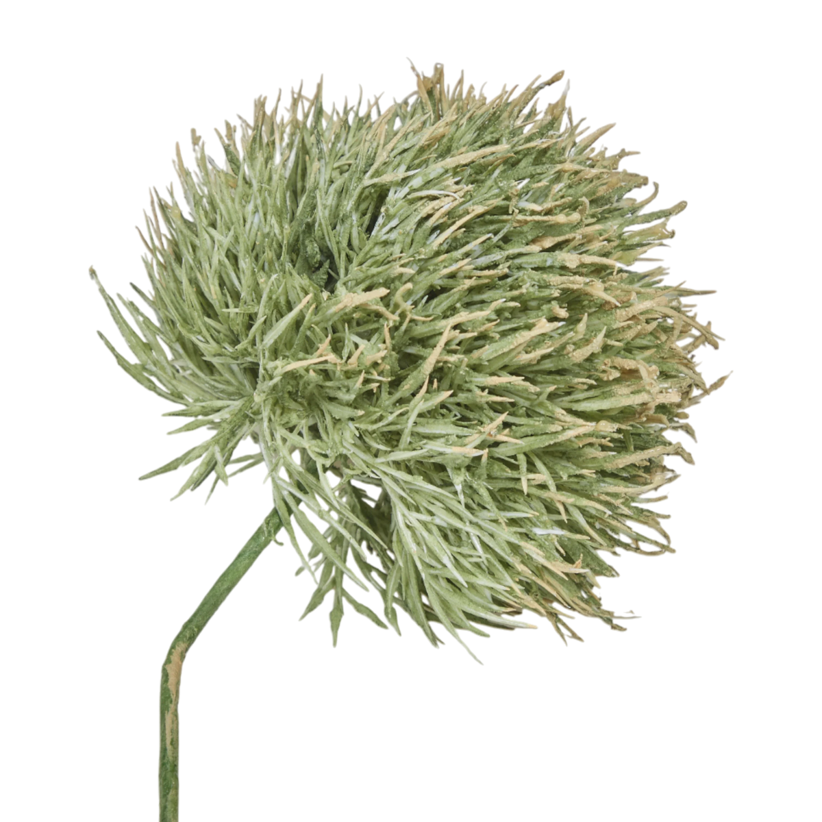 Allium Stem Green