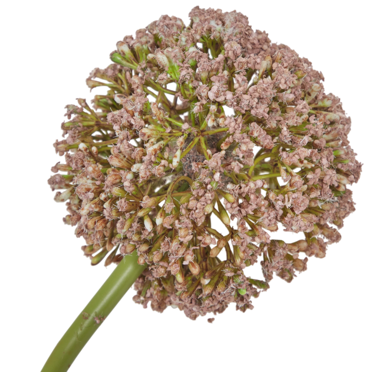 Allium Stem Brown