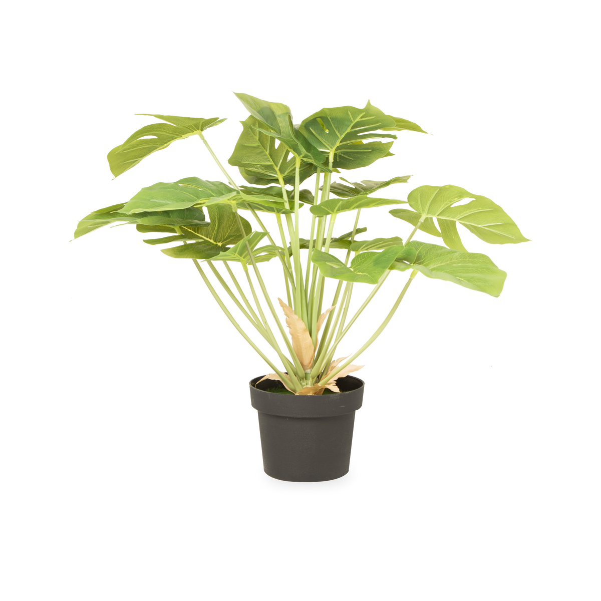 This artifical Monstera plant is an ideal house plant, with its lush green color and large glossy leaves.