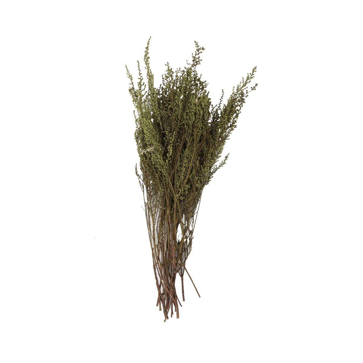 Spring Green Stoebe Bundle
