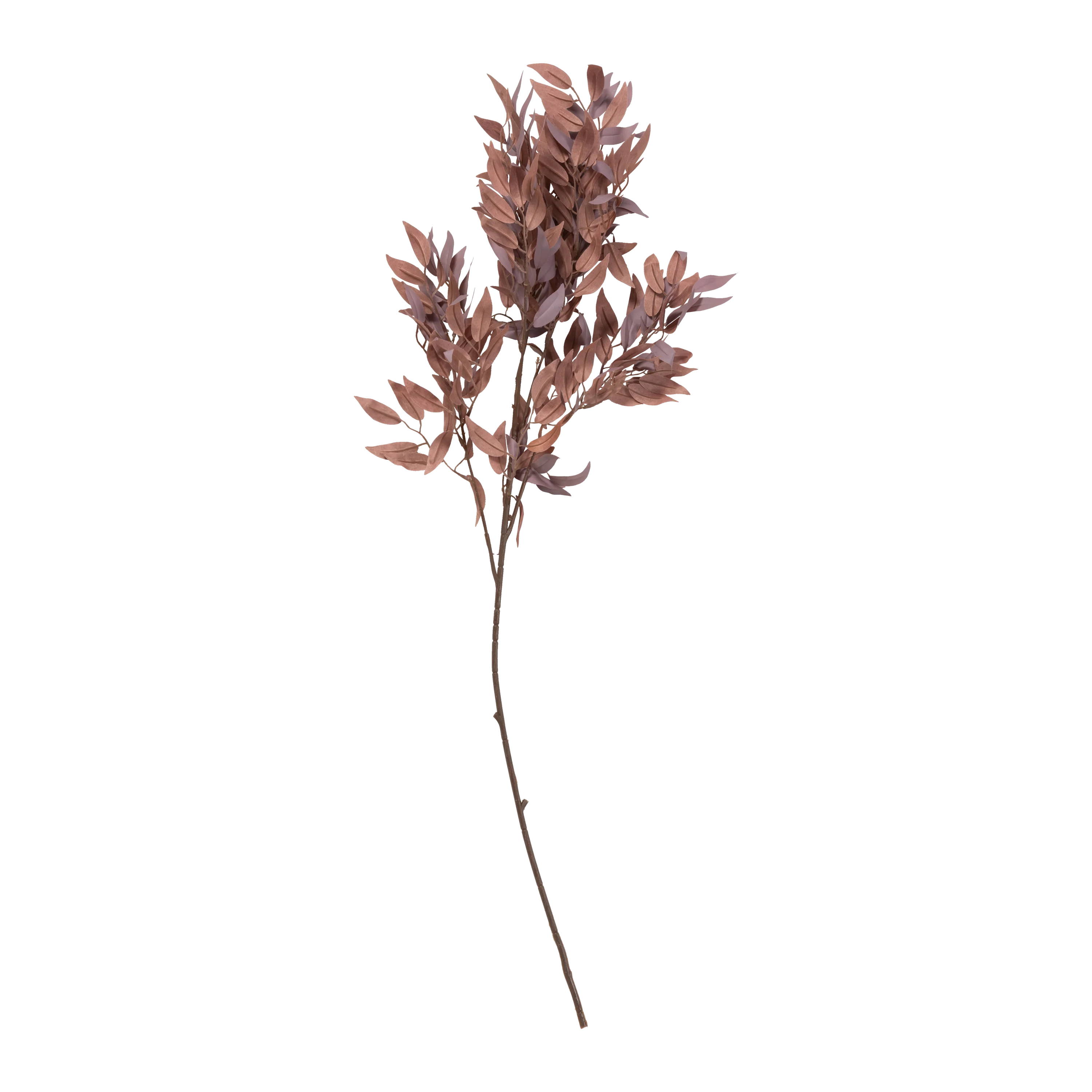 Salix Stem