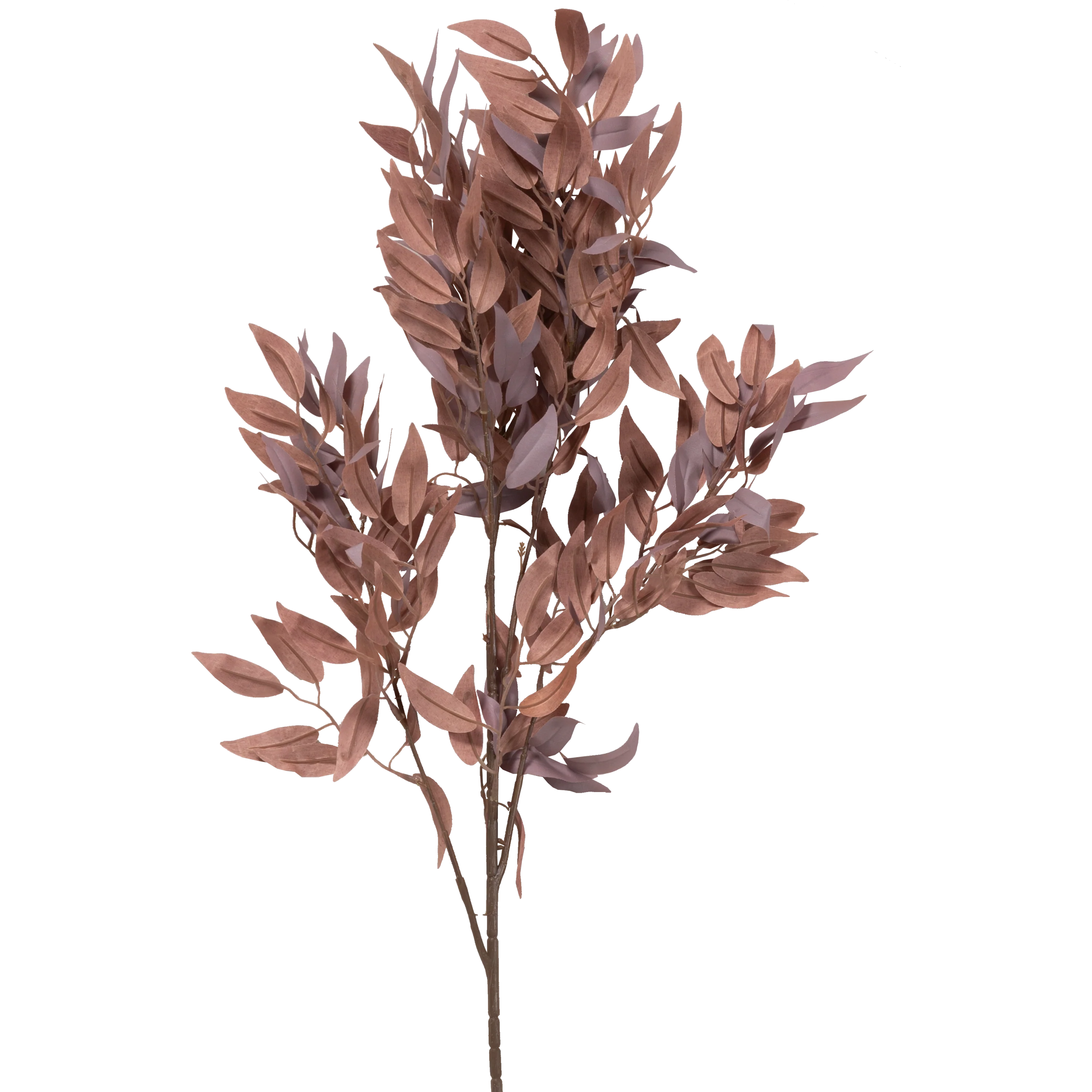 Salix Stem