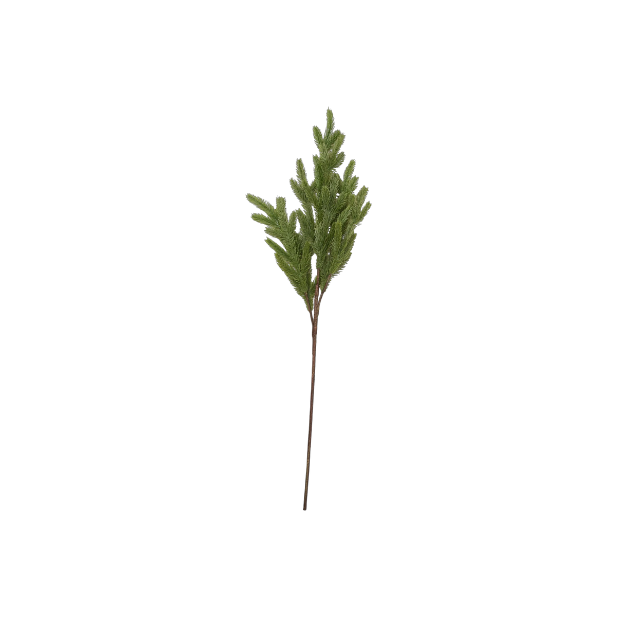 Foxtail Pine