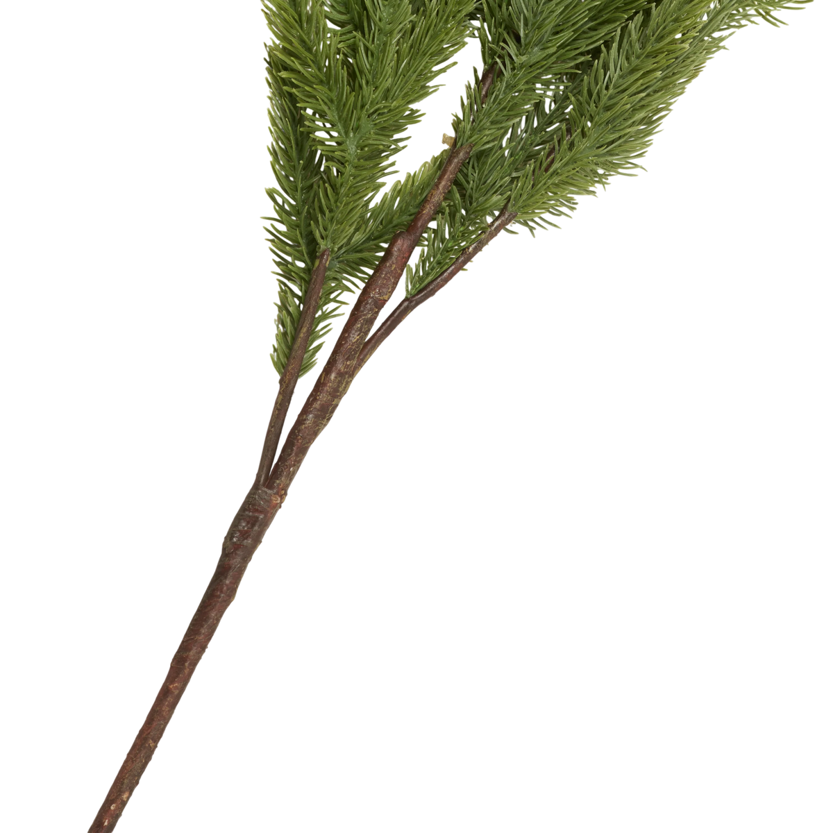 Foxtail Pine