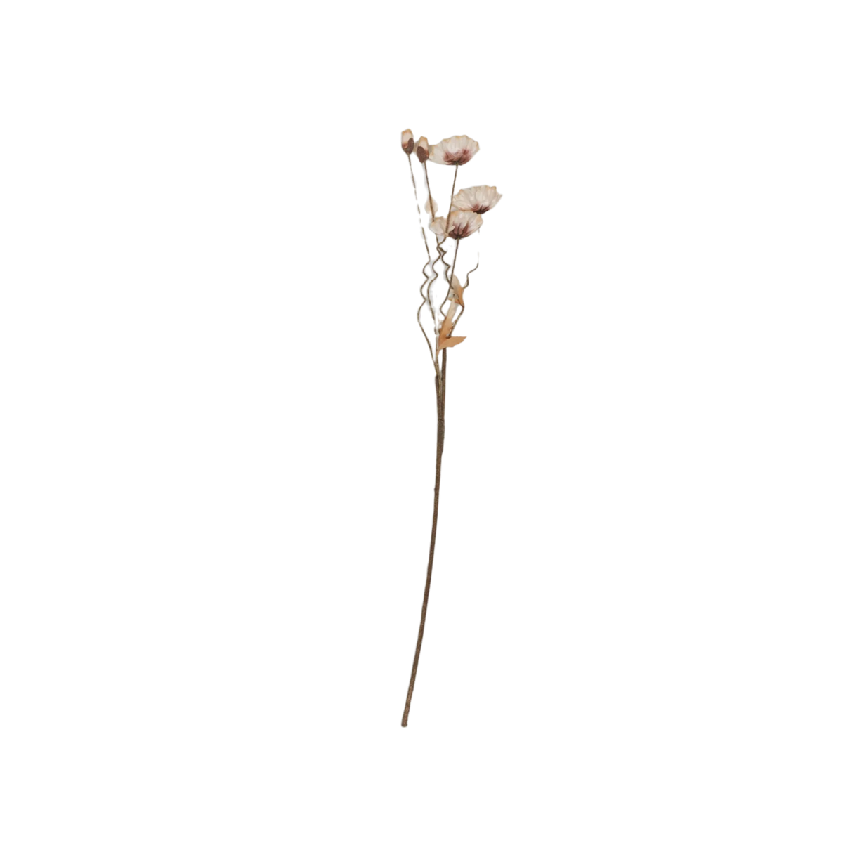 Poppy Stem Natural