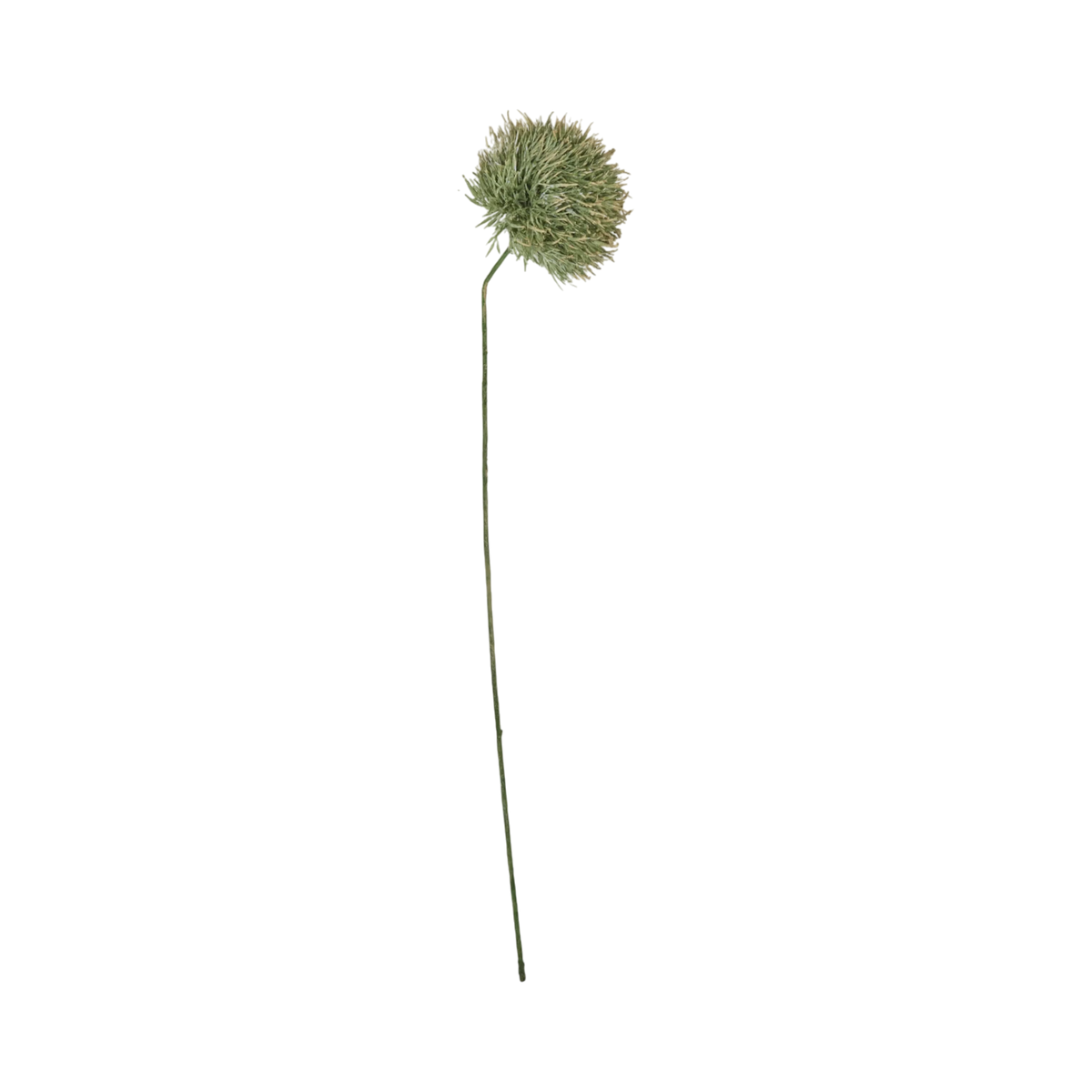 Allium Stem Green