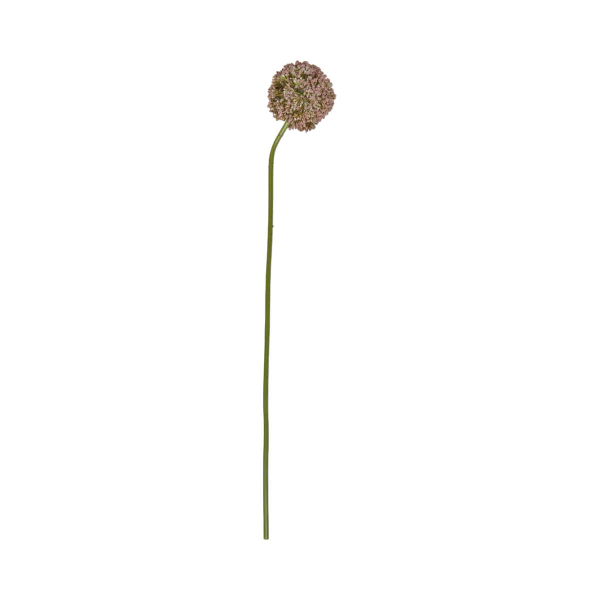 Allium Stem Brown