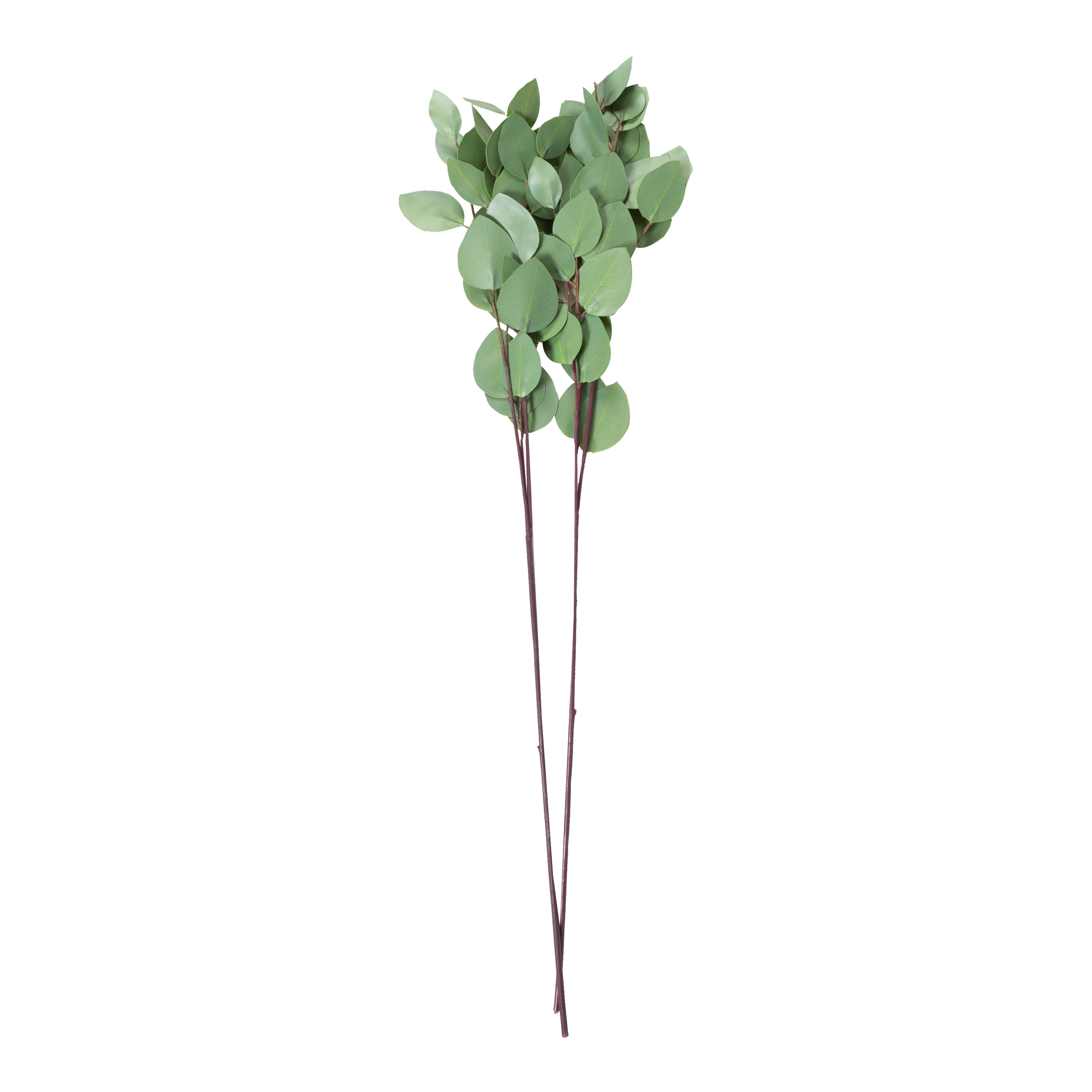 Eucalyptus Spray