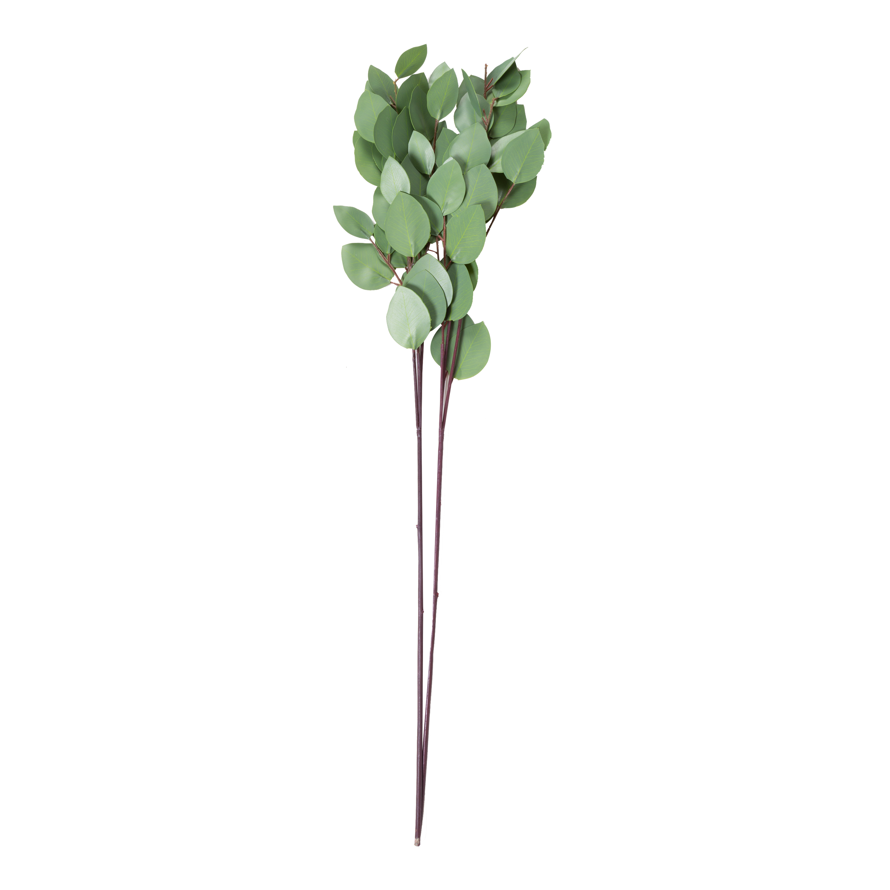 Eucalyptus Spray