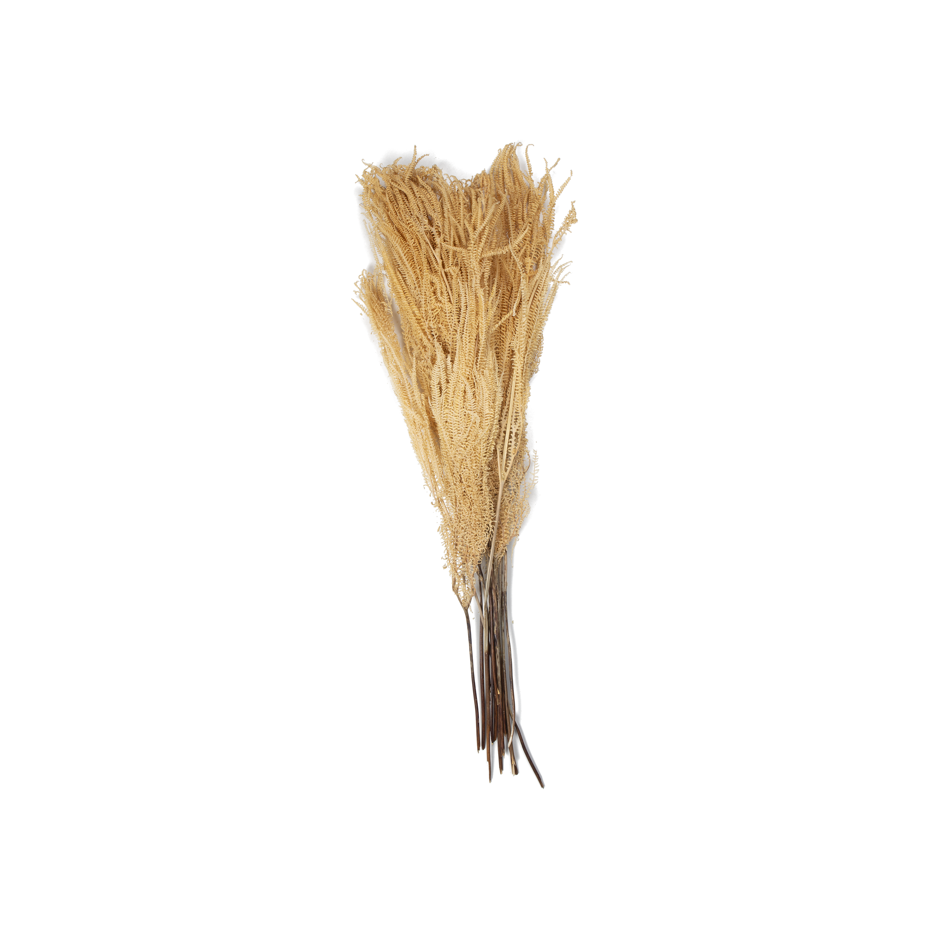 Bleached Andares Fern Bundle