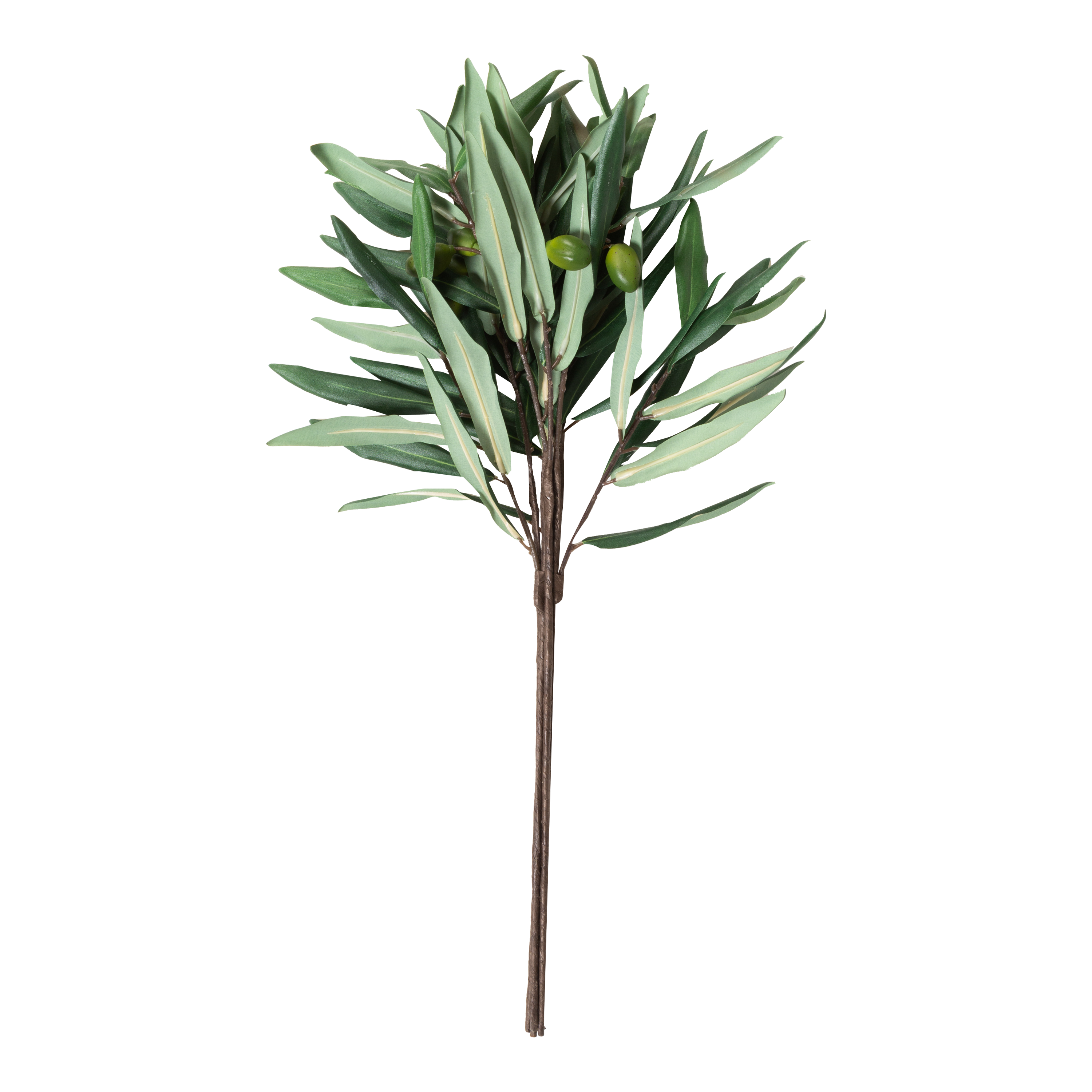 Olive Branch