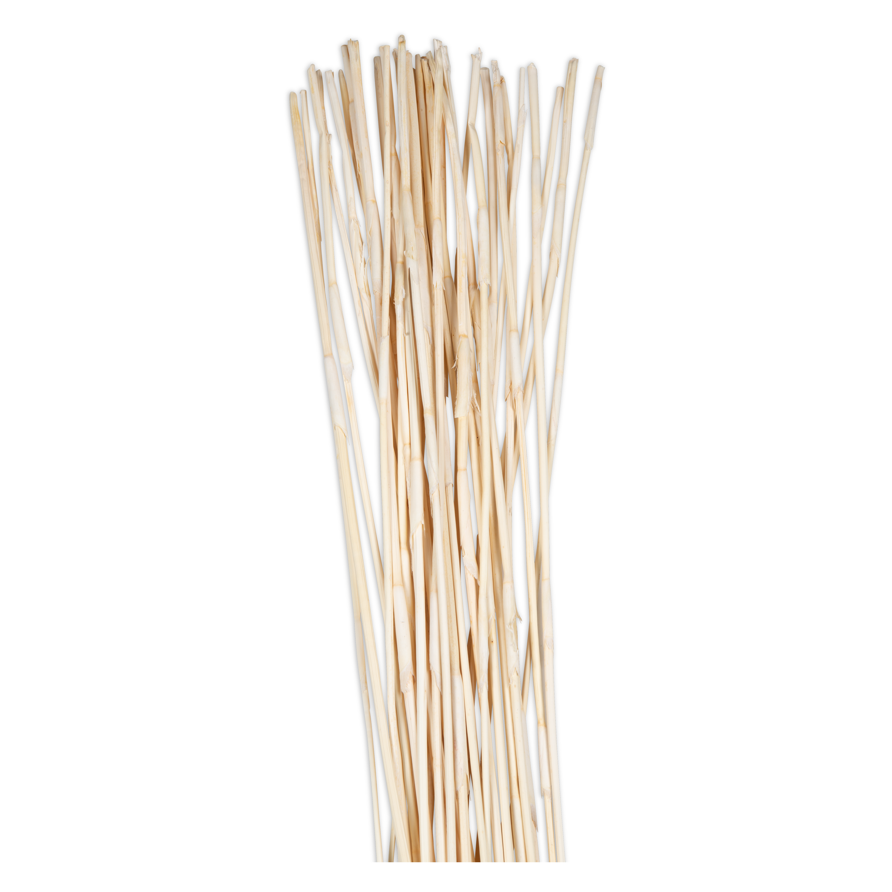 Bleached Elephant Reed Bundle